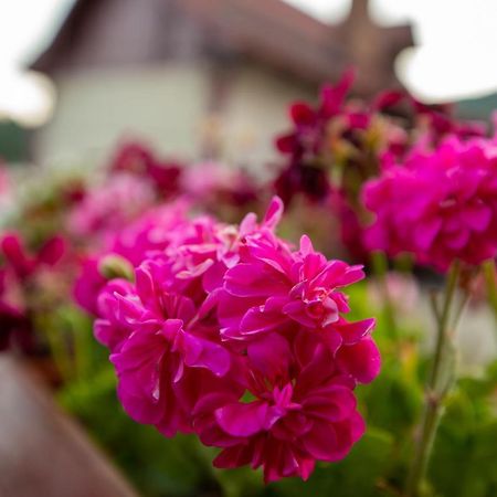 Apartamento Old Bakery House Sinaia Exterior foto